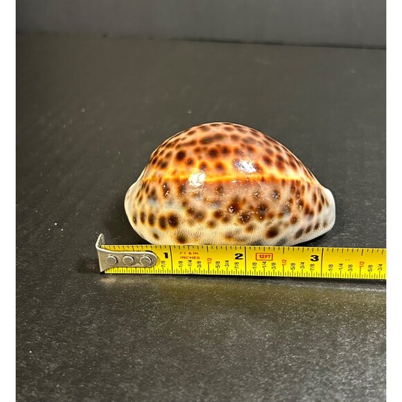 Vintage Tiger Cowrie Shell Cypraea Tigris Spotted Seashell Nautical Beach Decor - Picture 7 of 8